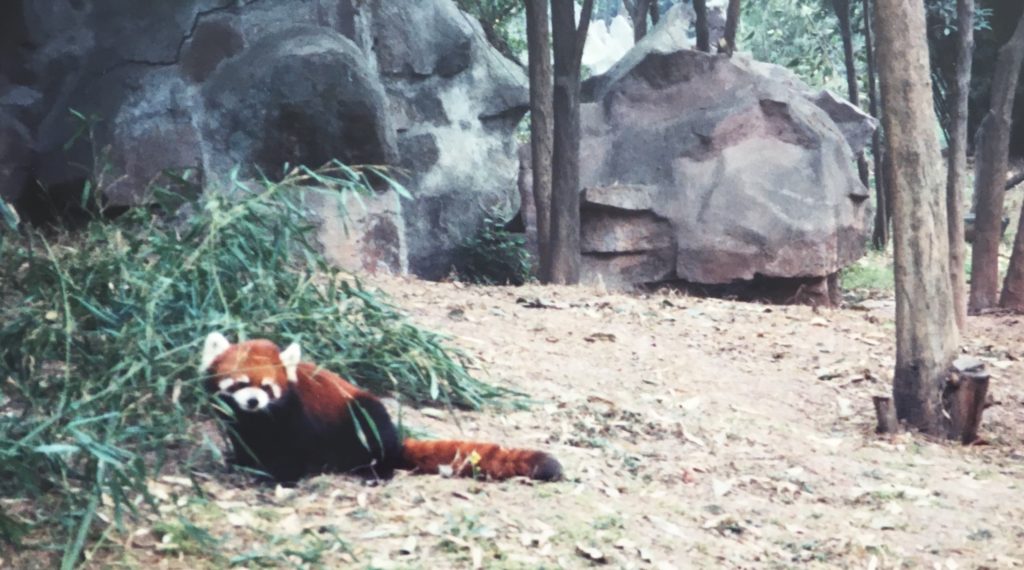 China Red Panda Chengdu