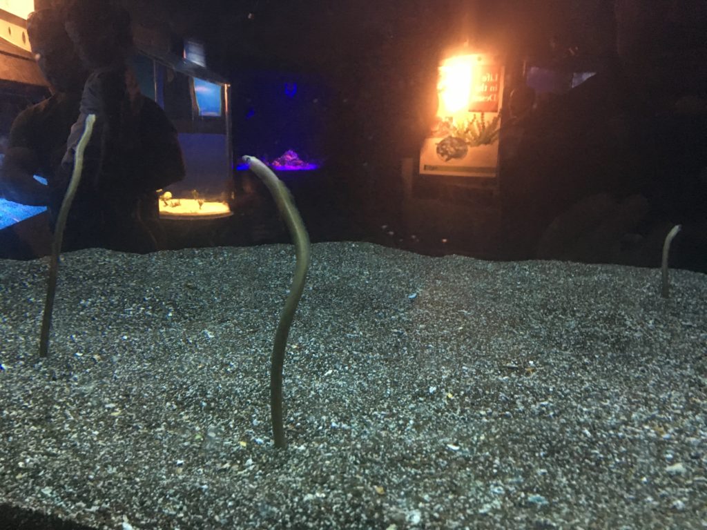 Maui Ocean Center