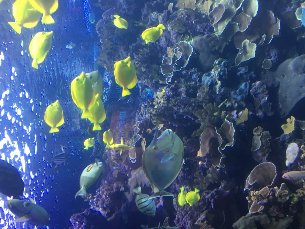 Maui Ocean Center