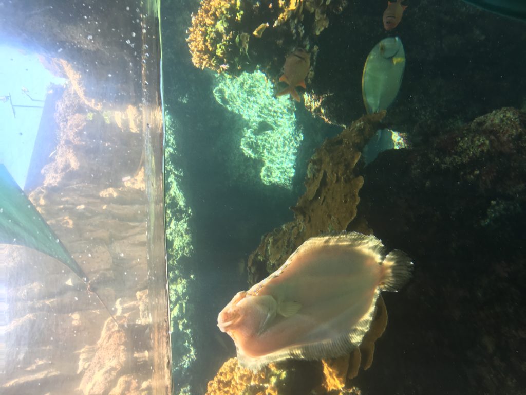 Maui Ocean Center