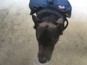 My dog Shakra carrying her pack