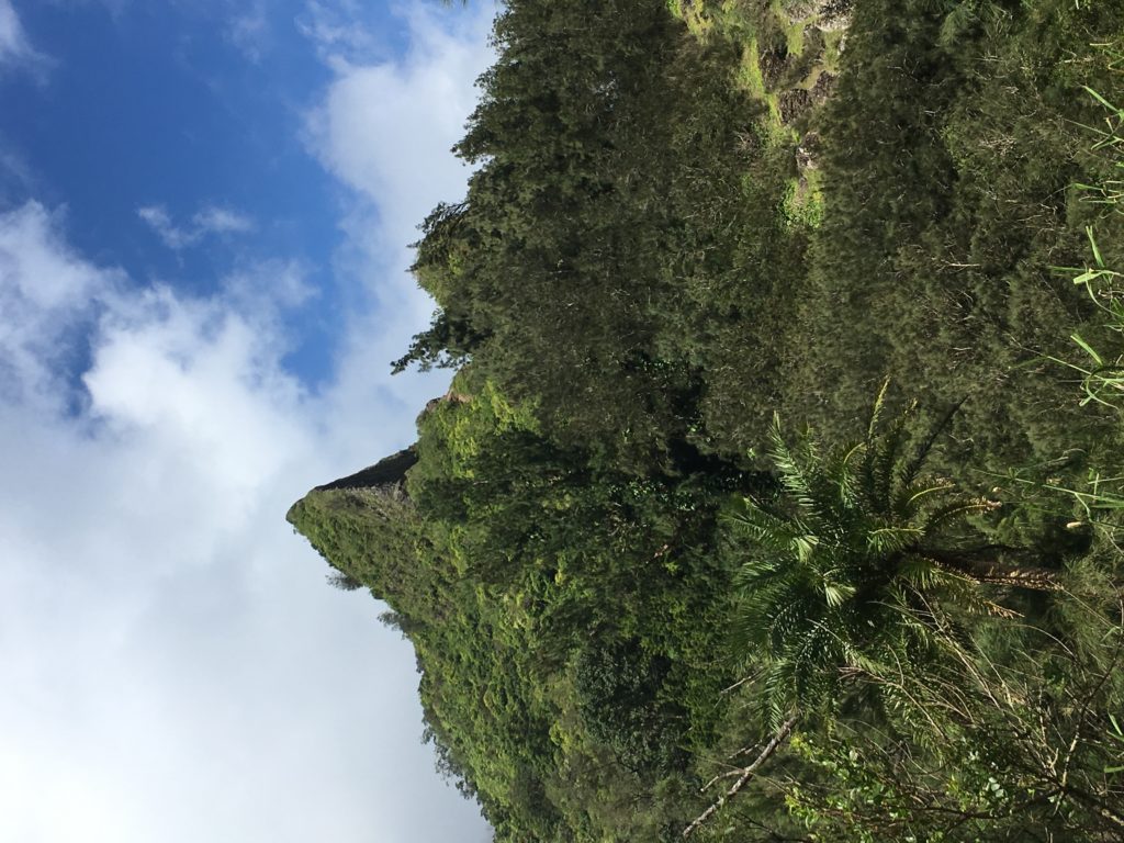 Rainforest Hawaii