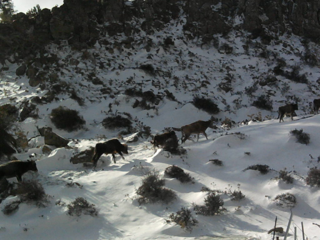 Bornova Snow Hike
