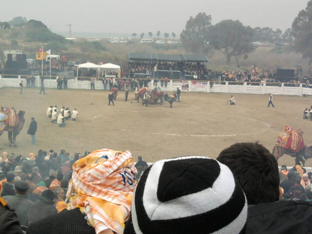 Camel Wrestling
