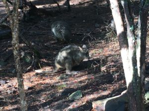 Tasmania Australia