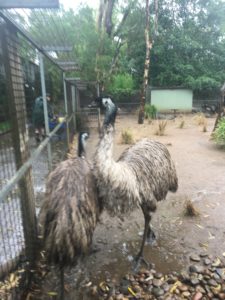 cassarowy bird Australia 