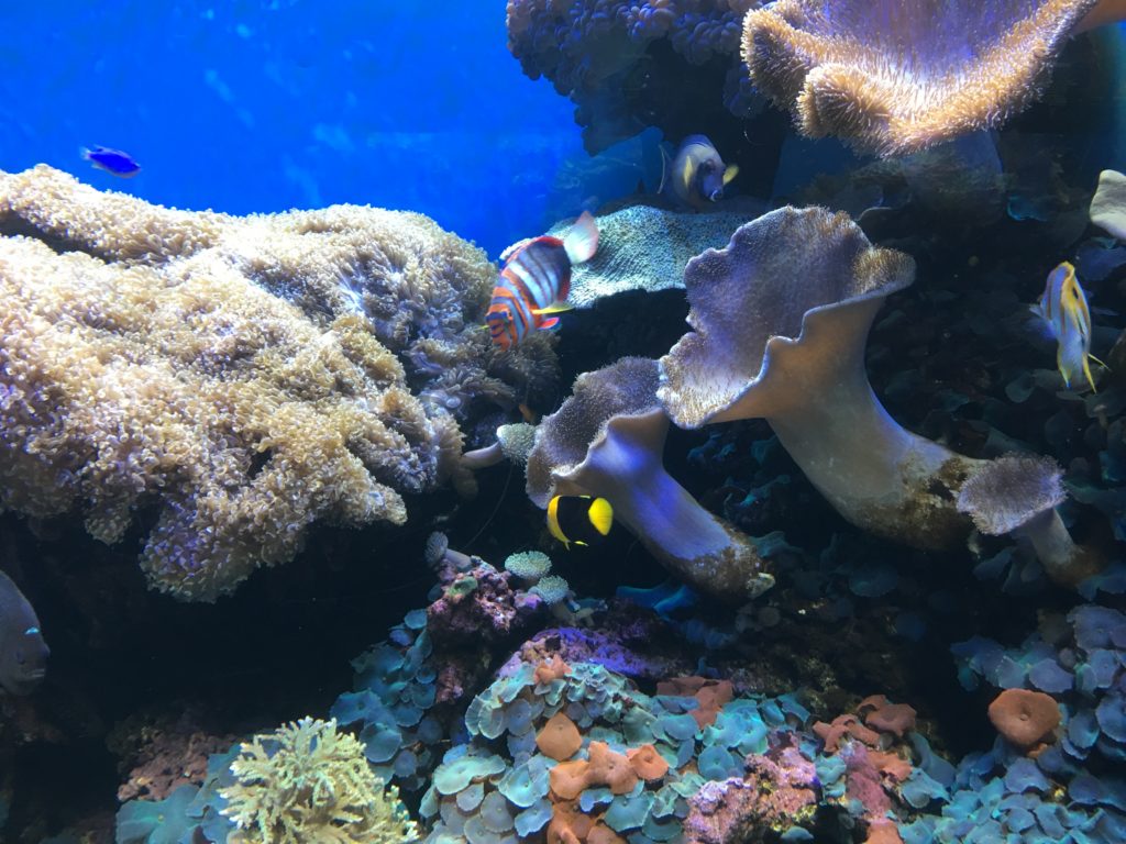The Waikiki Aquarium in Honolulu, Hawaii Get to know Hawai’i Underwater